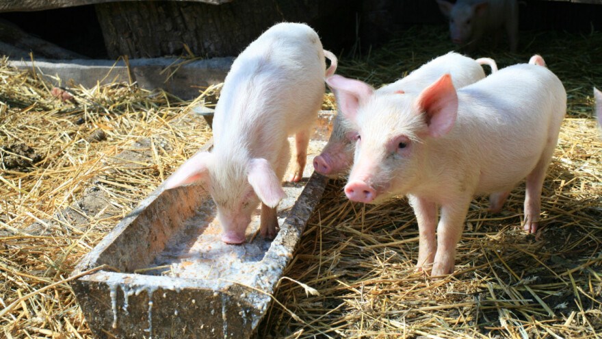 Šuga svinja može izazvati uginuće prasadi