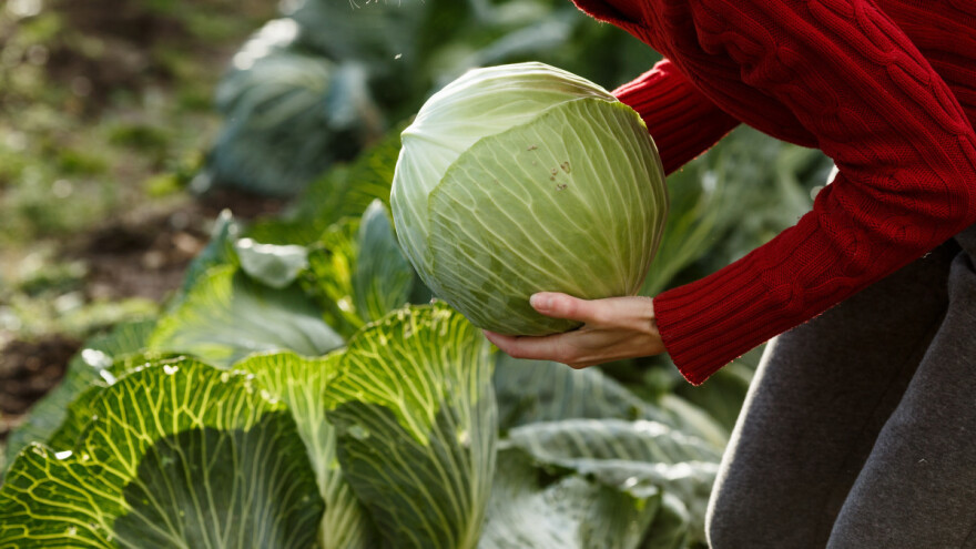 I semberski kupus dobija oznaku geografskog porijekla - do kraja juna sprovode se prvi koraci