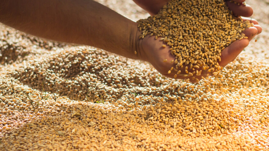 Pad cijene pšenice, ali i kukuruza i uljane repice obilježili početak tjedna