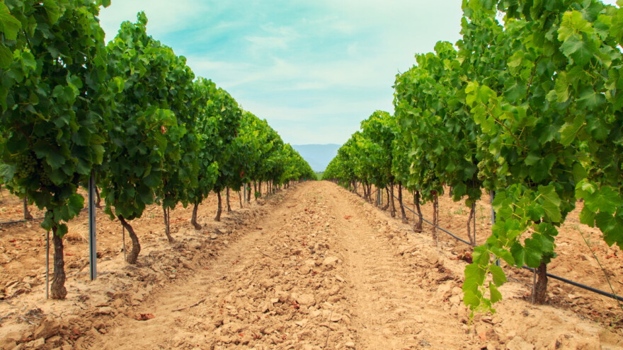 Na propusnim tlima, potrebe vinograda za navodnjavanjem su češće, kao i štete od suše!