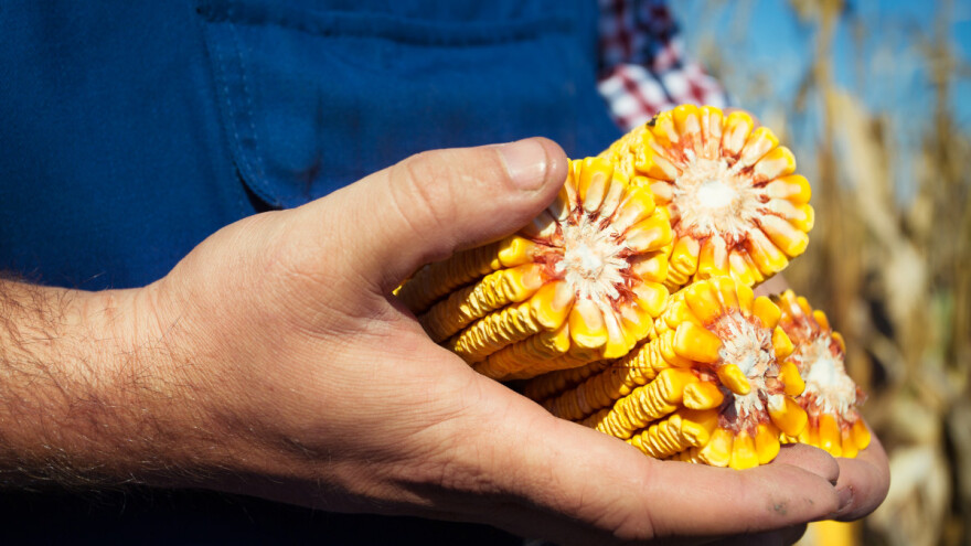 S polja mu ukrali više tona kukuruza