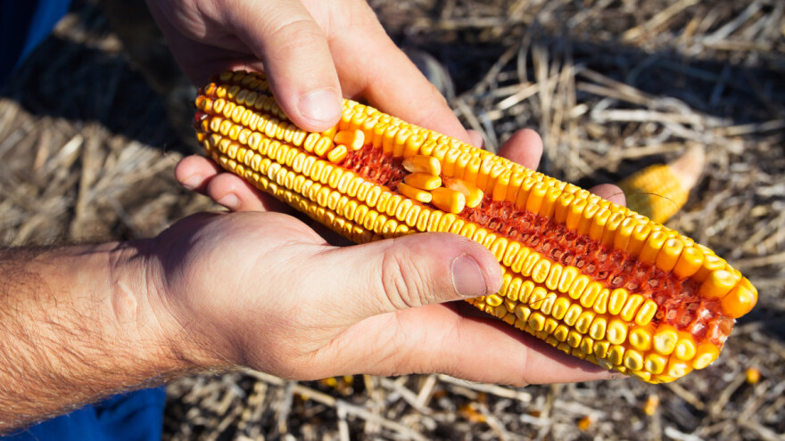 Kraj sedmice donio preokret u cijenama žitarica i uljarica