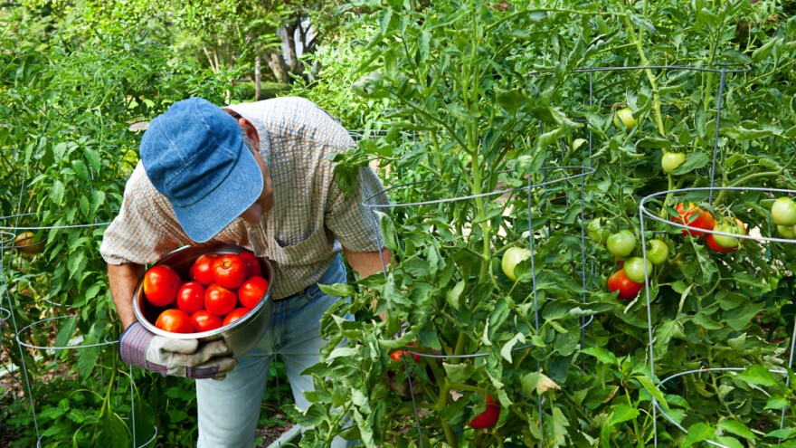 Ispiranje hraniva iz zemljišta i đubrenje povrća u zavisnosti od vrste i uzgoja