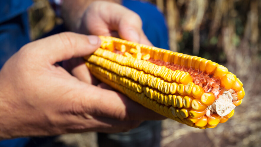 Kakve prinose ratarskih kultura mogu očekivati u EU?
