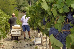 Podsticaji za sertifikaciju sadnica i klonsku selekciju voćaka, vinove loze i hmelja