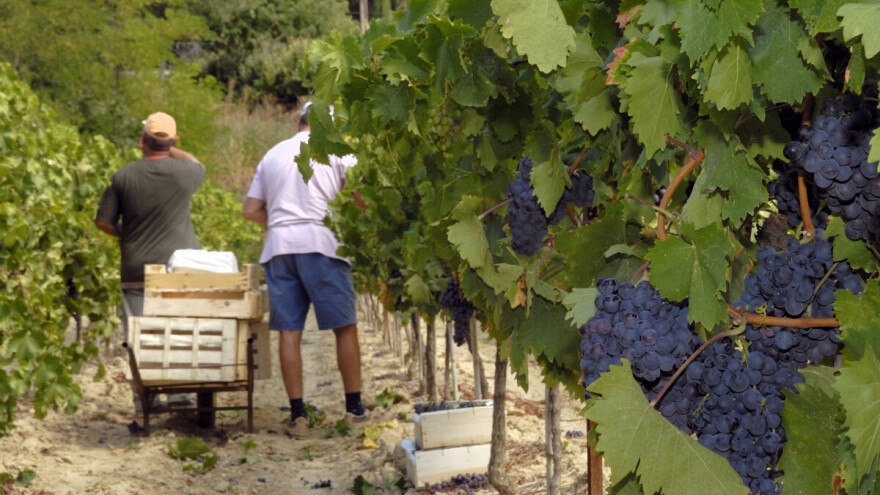 Podsticaji za sertifikaciju sadnica i klonsku selekciju voćaka, vinove loze i hmelja