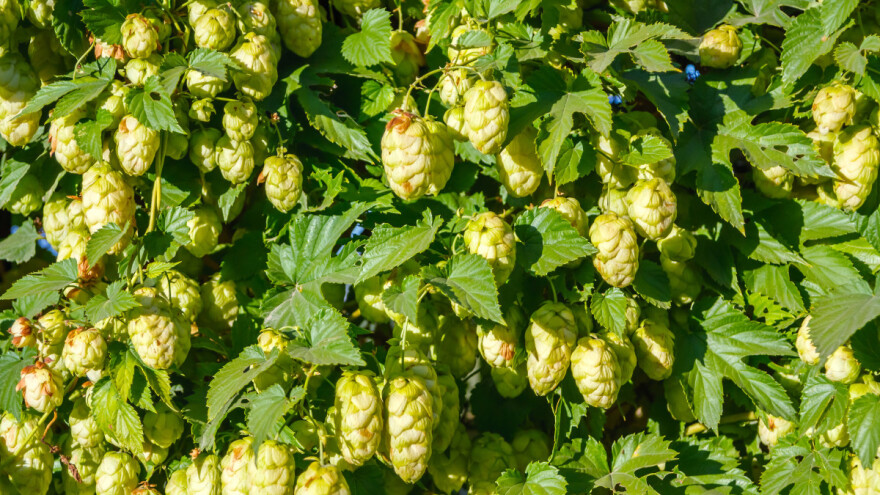 Proizvodnja hmelja: Zašto se "duša piva" sve manje gaji u Srbiji?