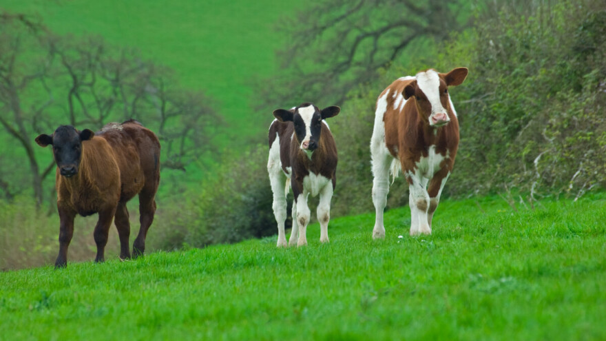 Plodna Semberija odustaje od poljoprivrede? Velike nade polažu u Vijeće ministara BiH