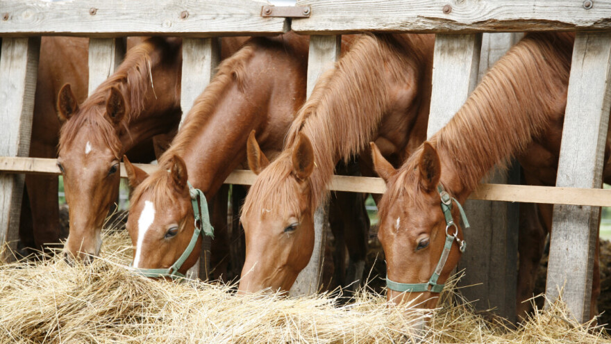 Značaj ovsa u ishrani domaćih životinja