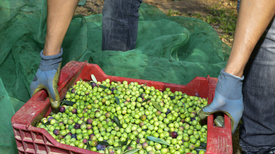 Masline spremne za branje, maslinova muha oštetila plodove Oblice