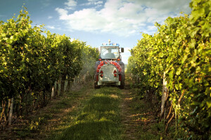 Plamenjača i pepelnica u vinogradima - kako zaštititi vinovu lozu?