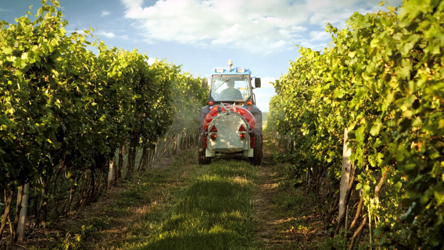 Plamenjača i pepelnica u vinogradima - kako zaštititi vinovu lozu?