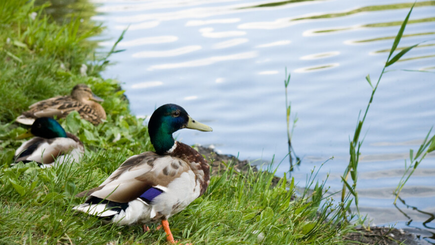 Ptičji grip u Srednjem Banatu: osam sela ugroženo