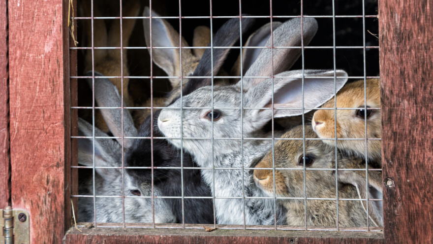 Rusija počela s testiranjem Covid cjepiva za domaće životinje