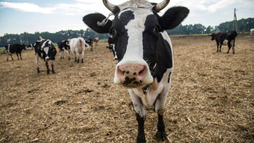 Svet mora do 2030. da dosegne vrhunac stočarstva i obnovi vegetaciju!