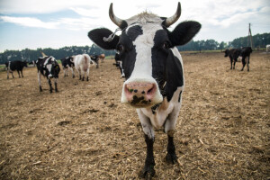 Klimatska kriza: Svijet mora do 2030. doseći vrhunac stočarstva i obnoviti vegetaciju