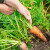 Setva šargarepe u proleće - kako do pravilno formiranog korena?