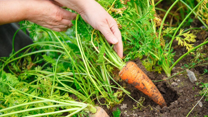Sjetva mrkve u proljeće - kako do pravilno formiranog korijena?