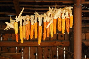 Kada brati kokičar i kako ga sušiti