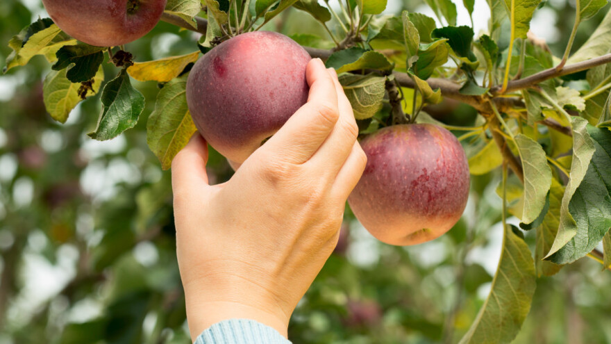 Kako odrediti je li voće zrelo za berbu?