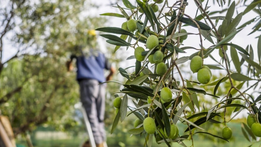 Ključ uspjeha nije u potporama, već odrediti točan termin berbe maslina!