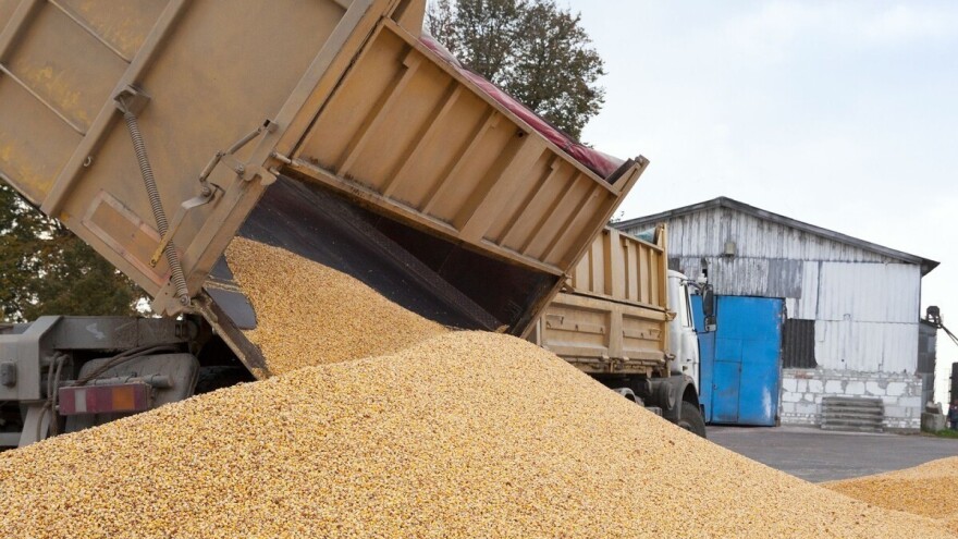 Kukuruz - najtrgovanija kutura, cena pšenice u porastu