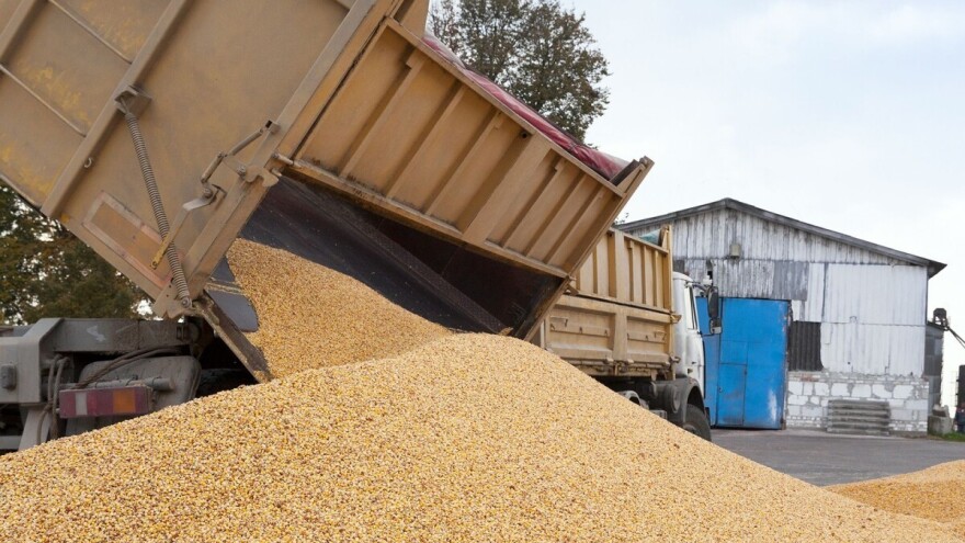 Kukuruz i dalje beleži rast cena u berzanskom trgovanju