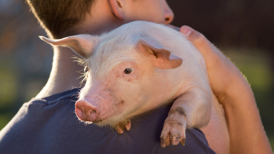 Koronavirus - kućni ljubimci i domaće životinje nisu izvor zaraze