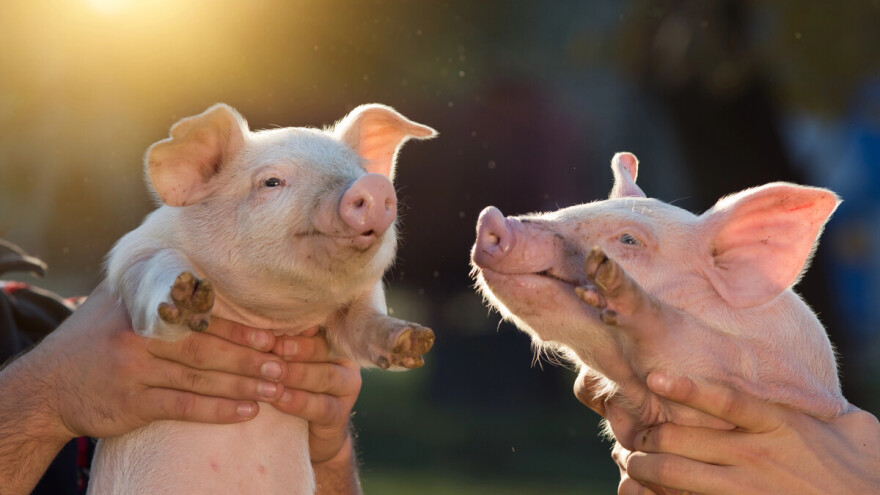 Kinezi klonirali pasminu svinja staru 4.000 godina