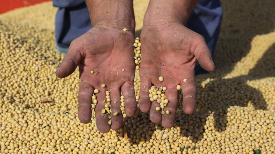 Pad cena ratarskih kultura - najizraženiji kod soje