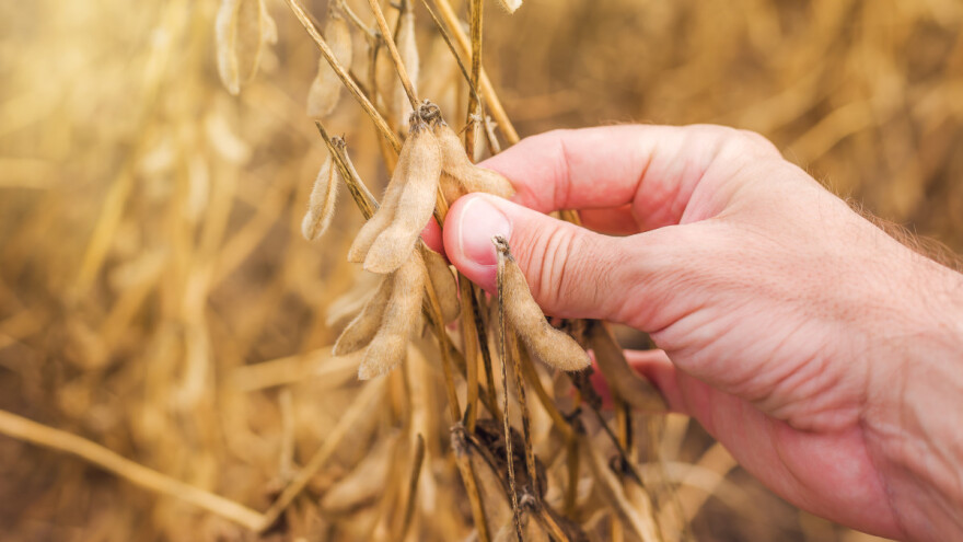 Uzročnik truleži semena soje - do vidljivih simptoma tek pred kraj vegetacije