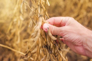 Uzročnik truleži sjemena soje - do vidljivih simptoma tek pred kraj vegetacije