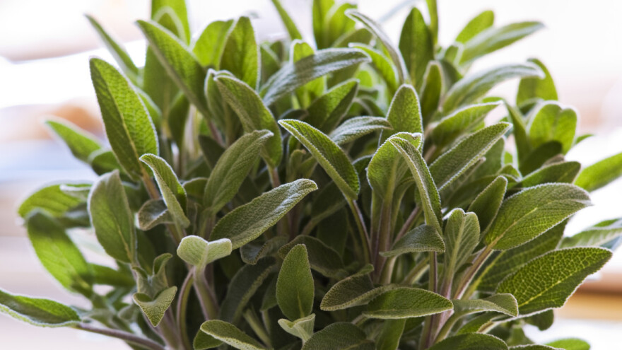 TOP 3 načina kako iskoristiti kadulju - za sirup, liker i sušenu