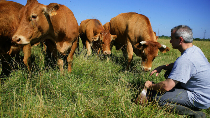 Traže dozvolu za klanje na pašnjacima - zbog dobrobiti životinja i kvalitetnijeg mesa