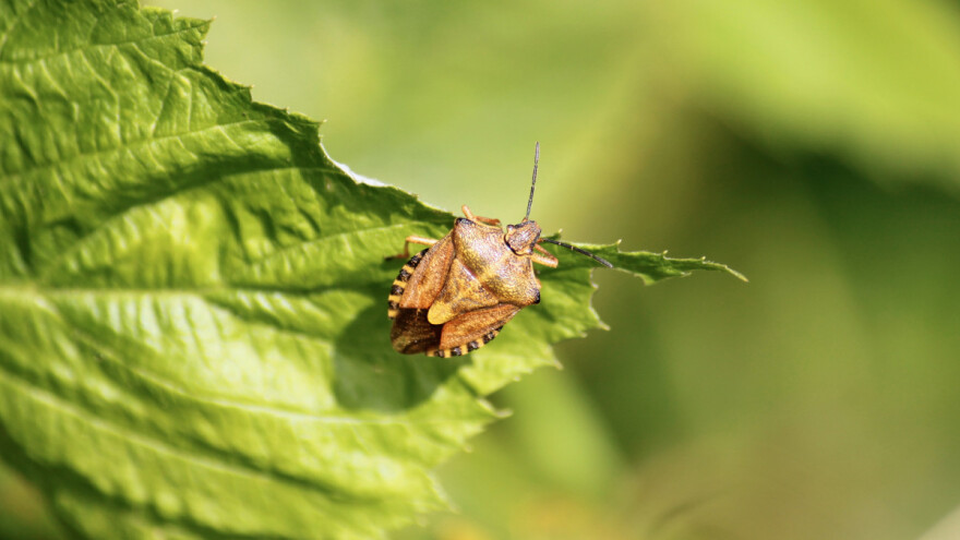 Kako zaštititi useve od pamukove sovice i stenica?