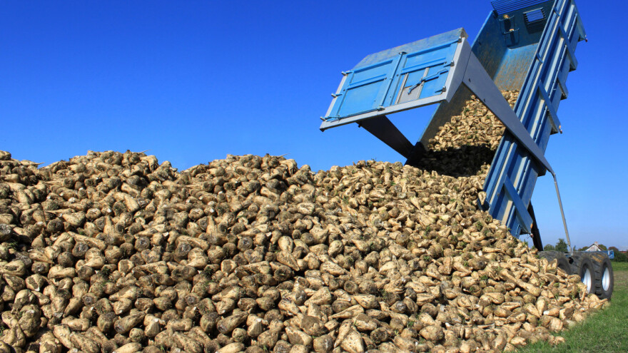 Program potpore za proizvođače šećerne repe 2022. - koliki su iznosi?