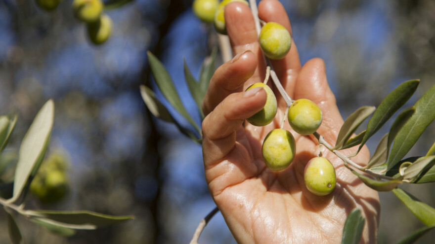 Pahulje nisu vidjeli deceniju: Klima pogodovala ekspanziji maslinarstva u Hercegovini