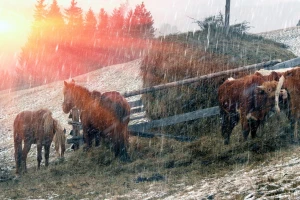 Decembar u "plusu", ali padavina ne manjka: Kiša, mraz i snijeg do vikenda