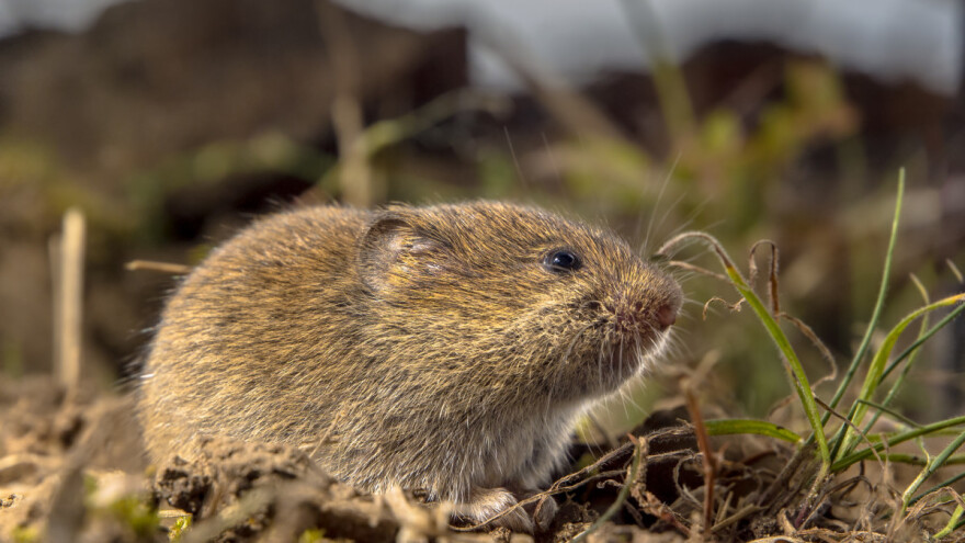 Kako se rešiti voluharica u bašti, voćnjaku i usevima?