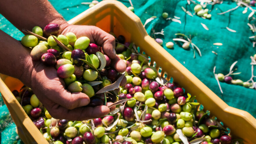 Masline još nisu tehnološki zrele? Optimalno vrijeme za berbu do polovice studenog