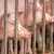 Kina izaziva globalnu krizu u prometu svinja?