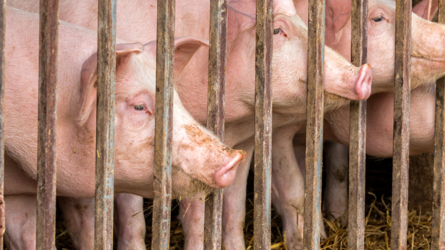 Za izvanredne mjere u stočarstvu 80 milijuna kuna - potpore i pčelarima