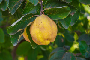 Raste brzo, rađa dugo: "Zlatna jabuka" iz starih legendi