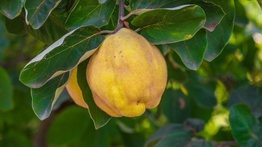 Raste brzo, rađa dugo: "Zlatna jabuka" iz starih legendi