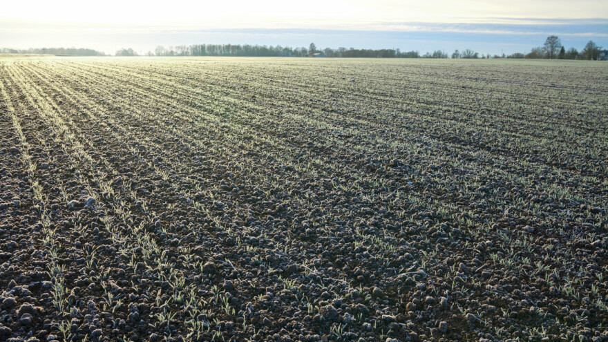 Promenljivo vreme sa povremenim padavinama: Ugroženi ječam, uljana repica i pšenica
