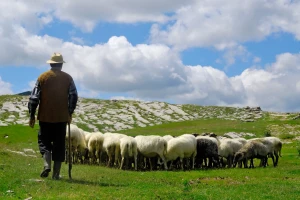 Tužba zbog polomljenog prsta: "Krive" su ovce?