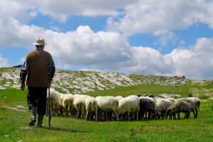 Tužba zbog polomljenog prsta: "Krive" su ovce?
