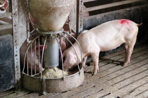Vitamini u ishrani svinja: Koji su uzroci nedostatka i gdje se mogu pronaći?