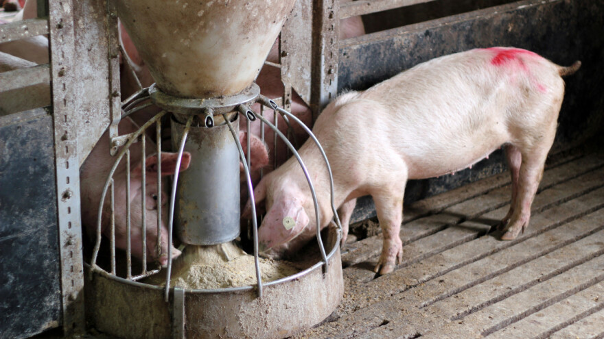 Vitamini u ishrani svinja: Koji su uzroci nedostatka i gdje se mogu pronaći?