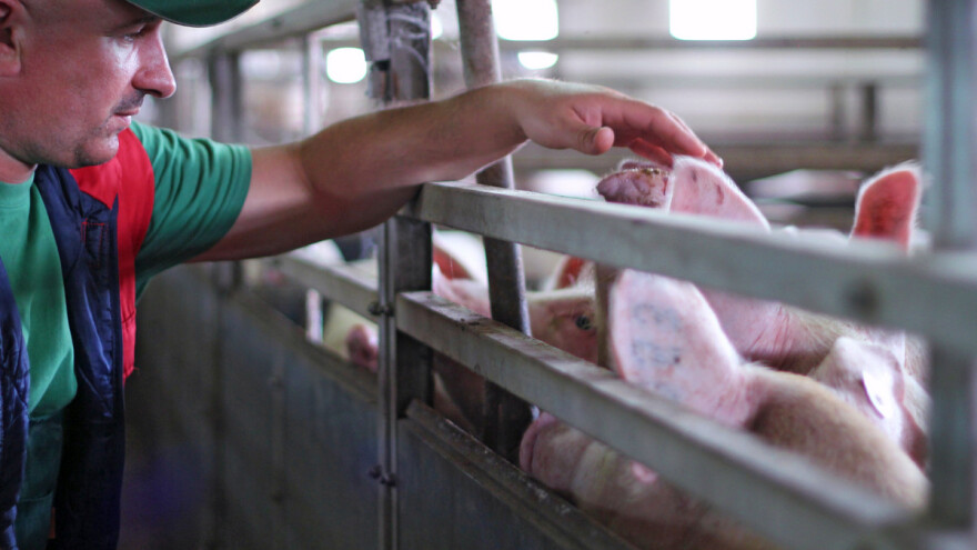 Ne želite da se afrička svinjska kuga pojavi u vašem svinjcu - kako ju spriječiti i prepoznati